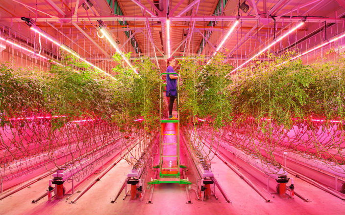 signify tomaty i ogurcy v usloviyah zakrytogo prostranstva 008 704x440