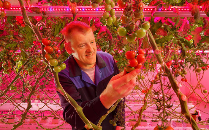 signify tomaty i ogurcy v usloviyah zakrytogo prostranstva 009 704x440