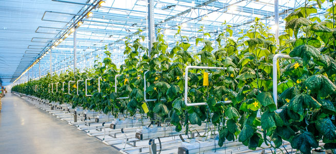 NEWS horticultural lighting 01